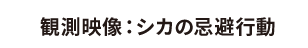 シカの忌避行動の観測映像